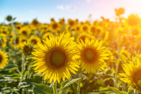 Sunflower flower on agriculture field, growing sunflower for production.の写真素材