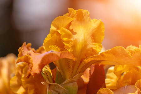 Orange bearded iris flower close upの写真素材