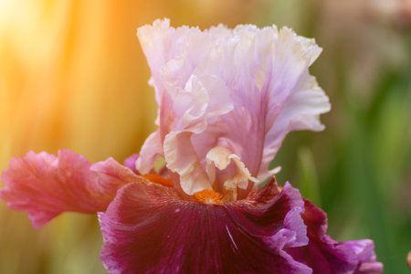 Purple with yellow bearded iris flower close up