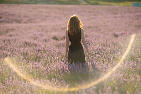 Back view woman lavender sunset. Happy woman in black dress. Aromatherapy concept, lavender oil, photo session in lavenderの写真素材
