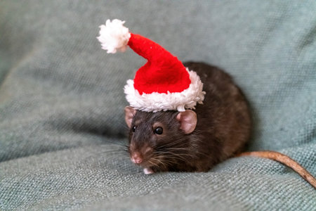 Rat Santa hat. Symbol of the Chinese New Year. Funny black rat Dumbo in a red santa checker on a green background.の写真素材