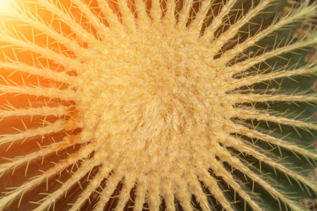 thorn cactus texture background. Golden barrel cactus, golden ball or mother-in-laws cushion Echinocactus grusonii is a species of barrel cactus which is endemic to east-central Mexicoの写真素材