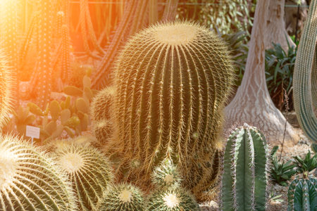 thorn cactus texture background. Golden barrel cactus, golden ball or mother-in-laws cushion Echinocactus grusonii is a species of barrel cactus which is endemic to east-central Mexicoの写真素材
