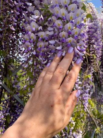 Blooming Wisteria Sinensis with scented classic purple flowersin full bloom in hanging racemes closeup. Garden with wisteria in springの写真素材