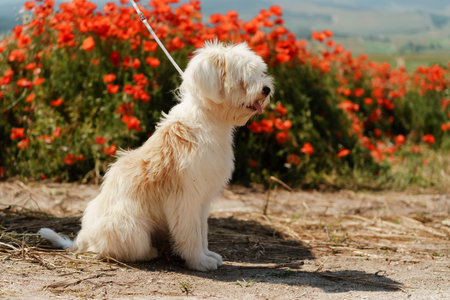 White dog puppy sits in a poppy field. Natural background with dog puppy sitting on a summer Sunny meadow surrounded by flowers.の写真素材