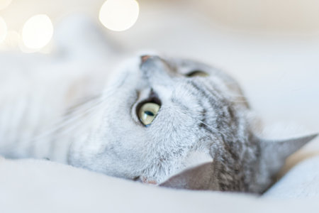 Scottish straight cat lies on his back bokeh from lights in the background. Cat upside down. Close up white cat face. Favorite pets, cat food.の写真素材