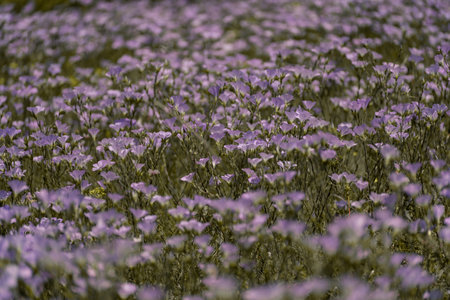 linen field linum usitatissimum. Flax flowers swaying in the wind. Slow motion videoの写真素材
