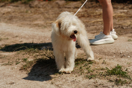 White dog puppy walks in a poppy field. Natural background with dog puppy walks on a summer Sunny meadow surrounded by flowers.の写真素材