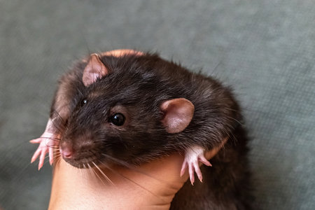 Rat Santa hat. Symbol of the Chinese New Year. Funny black rat Dの写真素材