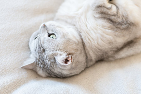 Scottish straight cat lies on his back. Cat upside down. Close up white cat face. Favorite pets, cat food.の写真素材