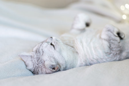 Scottish straight cat lies on his back bokeh from lights in the background. Cat upside down. Favorite pets, cat food.の写真素材