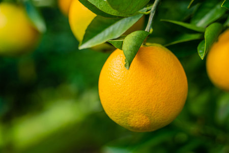 View of the Orange Garden, summer background. Farming content. A picturesque day and a gorgeous scene. Wonderful wallpaper image. Discover the beauty of the worldの写真素材