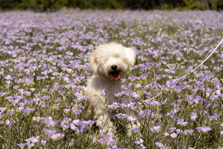 Dog walks in park in clearing among wild flowers and grass. Natural background with cute white dog puppy sitting on a summer Sunny meadow surrounded by flowers.の写真素材