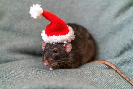 Rat Santa hat. Symbol of the Chinese New Year. Funny black rat Dumbo in a red santa checker on a green background.の写真素材