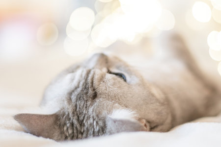 Scottish straight cat lies on his back bokeh from lights in the background. Cat upside down. Close up white cat face. Favorite pets, cat food.の写真素材