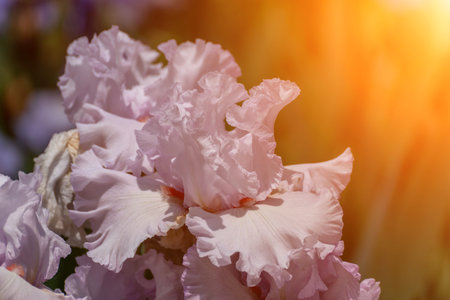 Purple with yellow bearded iris flower close up