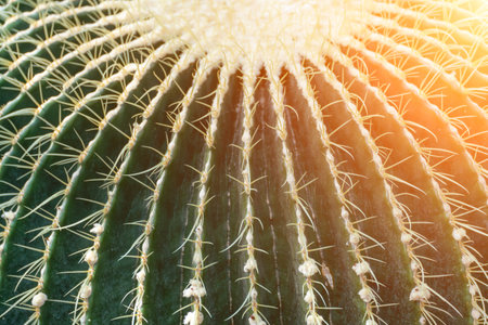 thorn cactus texture background. Golden barrel cactus, golden ball or mother-in-laws cushion Echinocactus grusonii is a species of barrel cactus which is endemic to east-central Mexicoの写真素材