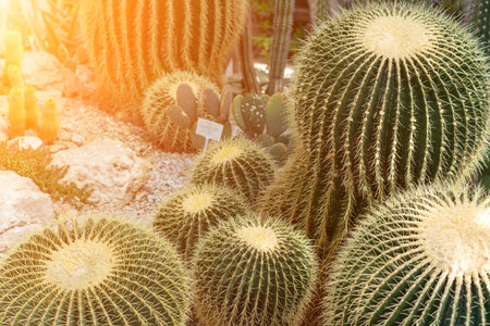 thorn cactus texture background. Golden barrel cactus, golden ball or mother-in-laws cushion...