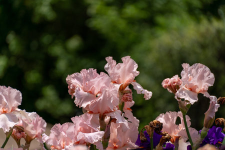 Pink bearded iris flower close up