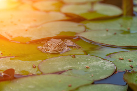 frog leaf water lily. A small green frog is sitting at the edge of water lily leaves in a pond