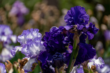 Dark purple bearded iris flower close up