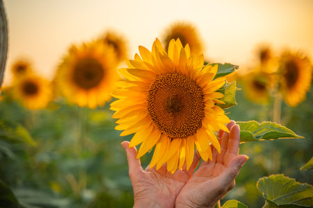 Female hands holding sunflower flower against the backdrop of a sunflower field at sunset light. Concept agriculture oil production growing sunflower seeds for oilの写真素材
