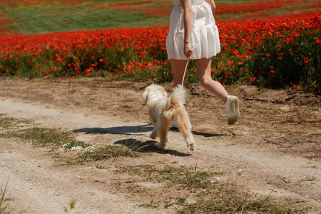 woman with dog. Happy woman walking with white dog the road along a blooming poppy field on a sunny day, She is wearing a white dress and a hat. On a walk with dogの写真素材