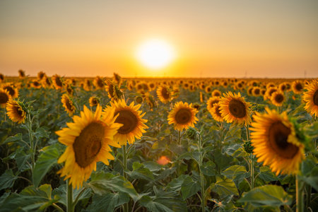 Field sunflowers in the warm light of the setting sun. Summer time. Concept agriculture oil...