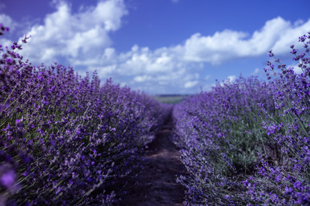 Lavender Blooms, a picturesque field of blooming lavender under a partly cloudy sky. Captured during the day, highlighting natural beauty and agricultural potentialの写真素材