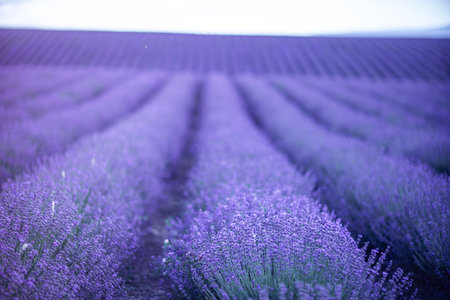 Blooming lavender in a field in Provence. Fantastic summer mood, floral sunset landscape of meadow...