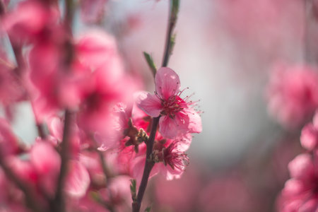 tree with pink peach flowers is in full bloom. The flowers are large and bright, and they are...