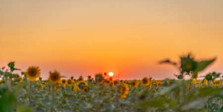 Field sunflowers in the warm light of the setting sun. Summer time. Concept agriculture oil production growing.の写真素材