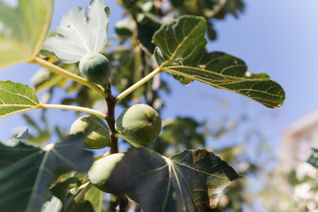 Figs with green leaves and small green fruits. The fruits are collected together on the branches. The sky is clear and blue.の写真素材