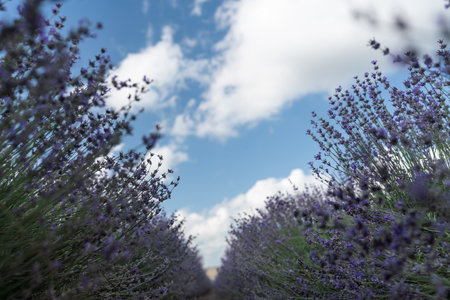 Lavender Blooms, a picturesque field of blooming lavender under a partly cloudy sky. Captured during the day, highlighting natural beauty and agricultural potentialの写真素材