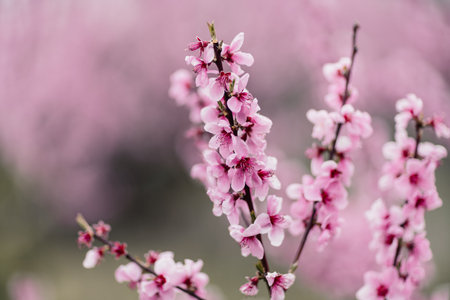 A peach blooms in the spring garden. Beautiful bright pale pink background. A flowering tree branch...