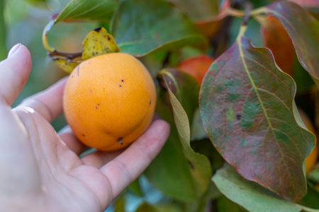 Persimmon ripe fruit garden. Tree branches with ripe persimmon fruits on a sunny dayの写真素材