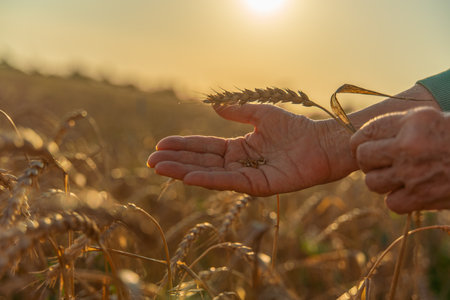 Close up of senior farmers hands holding and examining grains of wheat of wheat against a background of ears in the sunset light.の写真素材