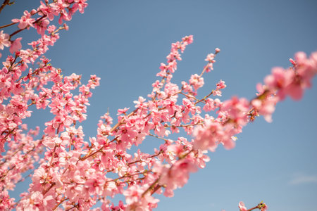 peach tree with pink flowers is in full bloom. The flowers are large and bright, and they are...