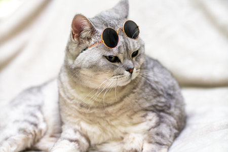 British silver cat in glasses, on a white background. Pets.