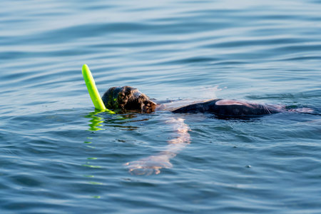 A person is swimming in the ocean with a green snorkelの写真素材