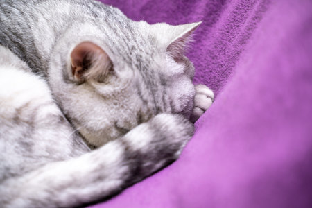 scottish straight cat is sleeping. Close-up of a sleeping cat muzzle, eyes closed. Against the background of a purple blanket. Favorite Pets, cat food.の写真素材