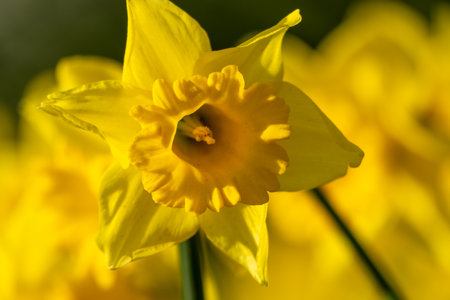 A bunch of yellow flowers with a blurry background. The flowers are in full bloom and are the main focus of the image.の写真素材