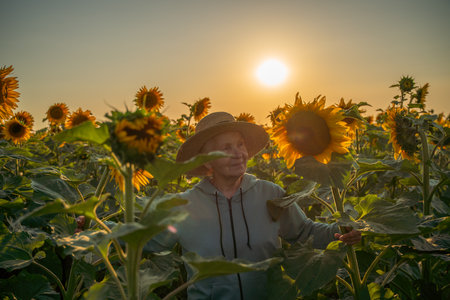 A woman wearing a straw hat stands in a field of sunflowers. The sun is setting in the background, casting a warm glow over the scene. The woman is enjoying the beauty of the flowers.の写真素材