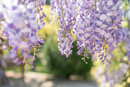 Blooming Wisteria Sinensis with classic purple flowers in full bloom in drooping racemes against the sky. Garden with wisteria in spring.の写真素材