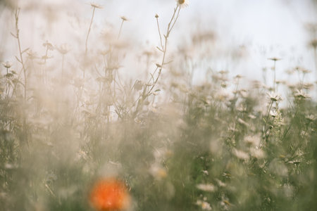 Daisy Chamomile background. Beautiful nature scene with blooming chamomilles in sun flare. Sunny...