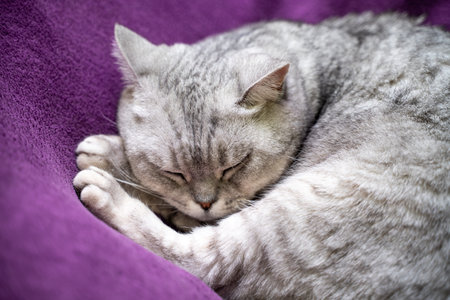 scottish straight cat is sleeping. Close-up of a sleeping cat muzzle, eyes closed. Against the background of a purple blanket. Favorite Pets, cat food.の写真素材