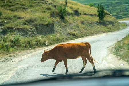 A brown cow is walking down a road. The road is empty and there are no other people or animals in the scene.の写真素材