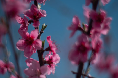 tree with pink peach flowers is in full bloom. The flowers are large and bright, and they are scattered throughout the tree. The tree is surrounded by a clear blue sky.の写真素材