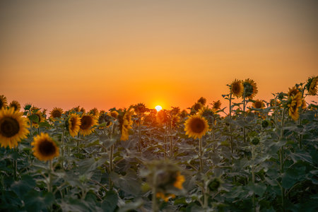 Field sunflowers in the warm light of the setting sun. Summer time. Concept agriculture oil...