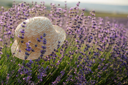 A straw hat is sitting in a field of purple flowers. The hat is the only object in the scene, and it is surrounded by a sea of lavender.の写真素材